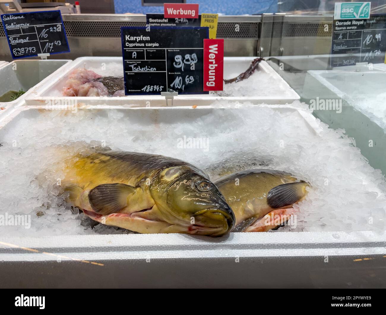 Exposition de poissons pêchés poisson frais carpe commune (Cyprinus carpio) sur glace dans comptoir réfrigéré comptoir de poissons de la vente de poissons à poissons, nourriture Banque D'Images