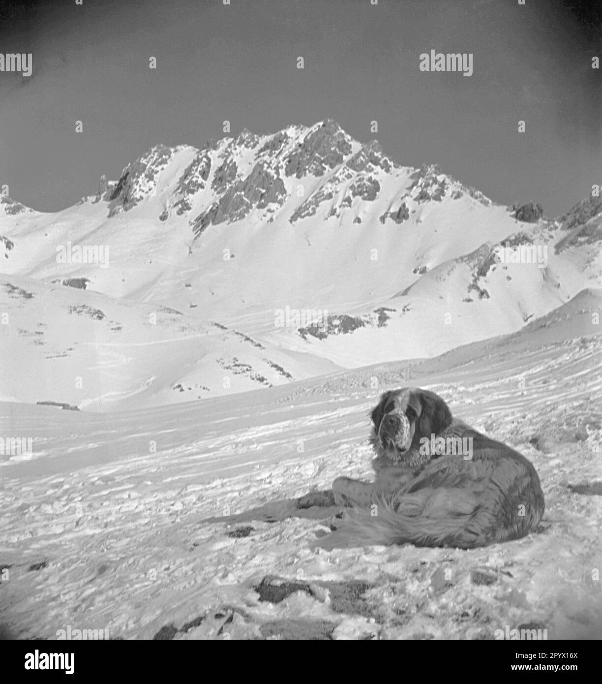 St. Bernard dans la neige, mi-1930s près de St. Christoph am Arlberg. Banque D'Images
