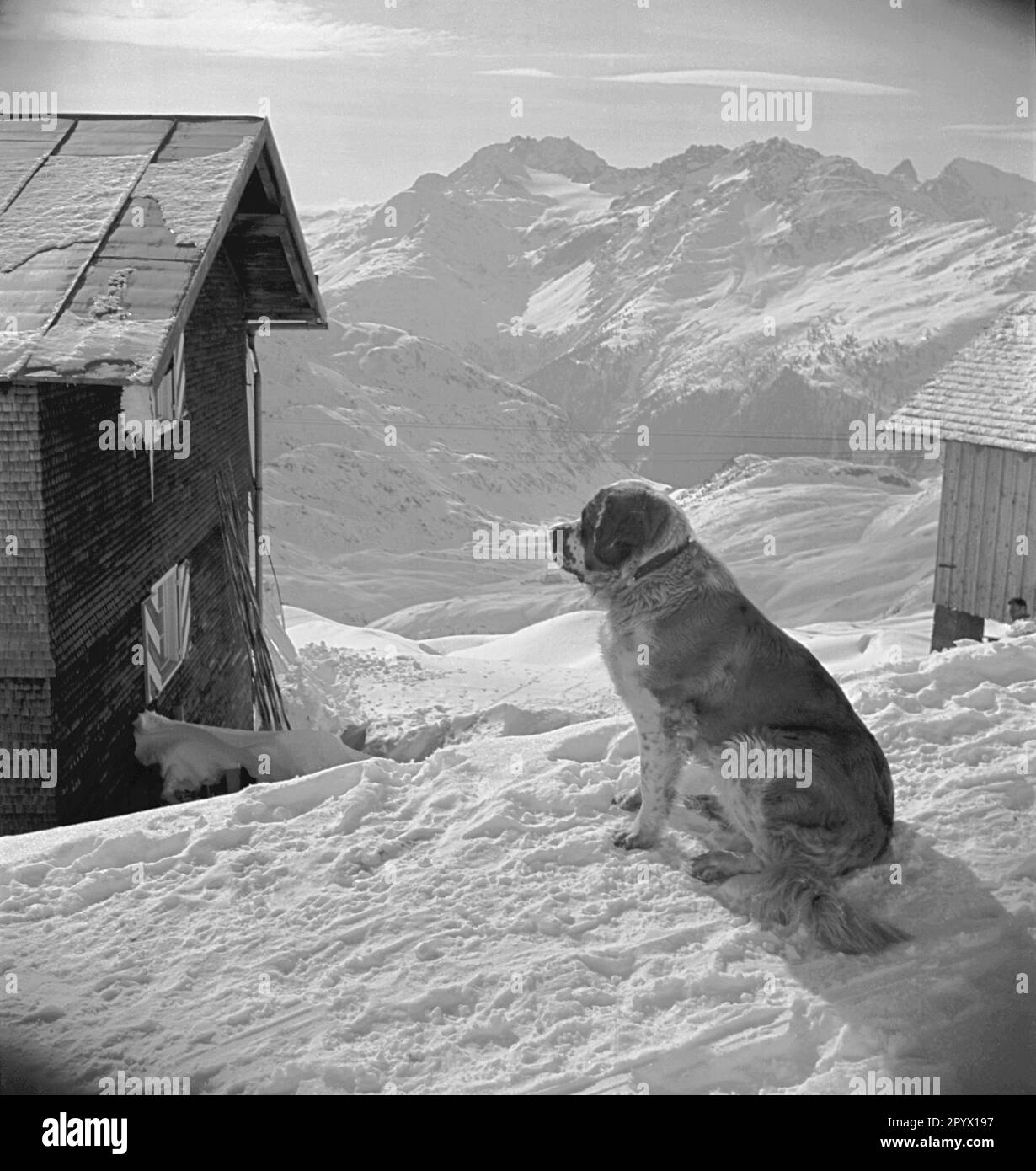A St. Bernard dans la neige, mi-1930s dans le domaine skiable d'Arlberg près de Saint Christoph. Banque D'Images