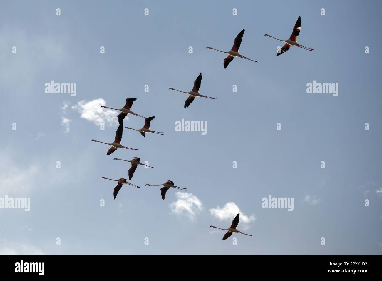 Larnaca, Larnaca, Chypre. 5th mai 2023. Un troupeau de flamants est vu voler au-dessus du lac salé à côté de l'aéroport international de Larnaca. (Credit image: © Kostas Pikoulas/ZUMA Press Wire) USAGE ÉDITORIAL SEULEMENT! Non destiné À un usage commercial ! Banque D'Images