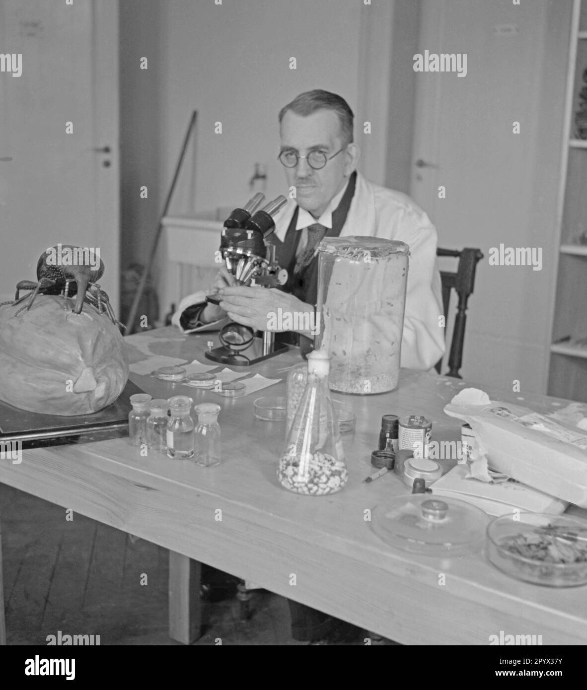 Un chercheur de l'Institut Kaiser Wilhelm pour la biologie de Berlin-Dahlem observe une expérience au microscope. Sur la gauche se trouve une coque. Banque D'Images