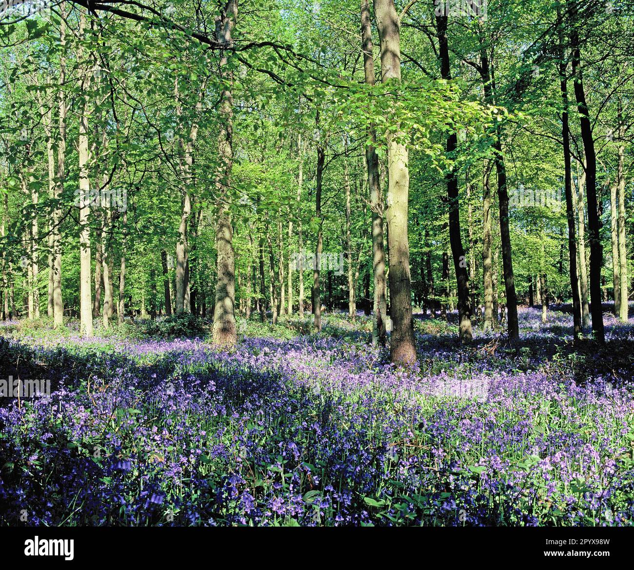 Angleterre. Hertfordshire. Bluebell Woods. Banque D'Images