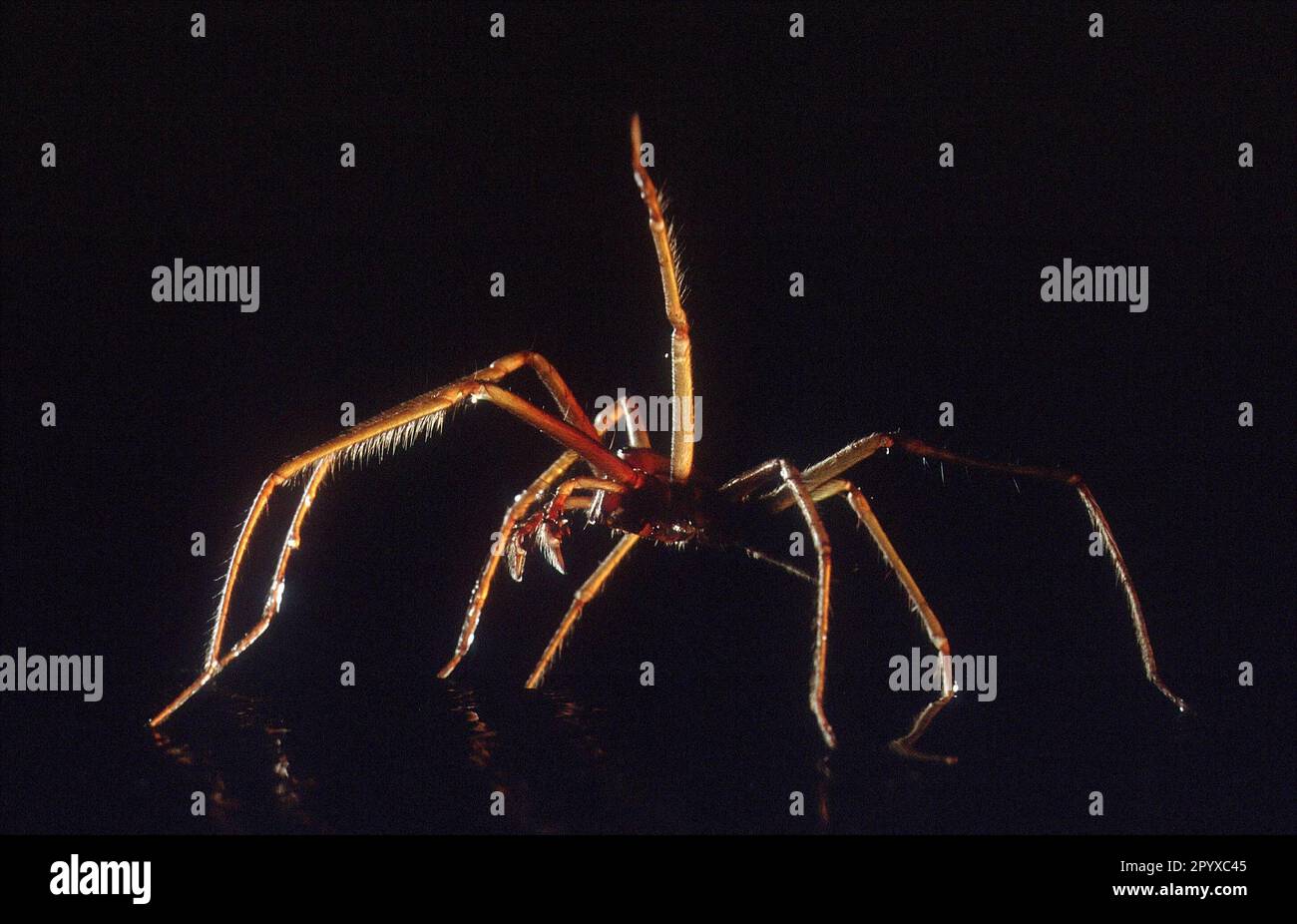 Spider dans Backlight.nn [traduction automatique] Banque D'Images