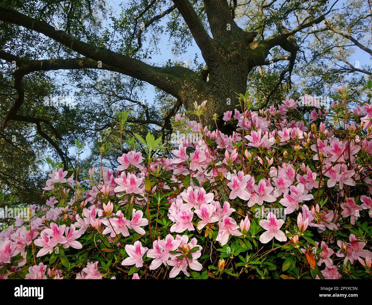 Profusion de fleurs d'Azalea sous un vieux chêne vivant pendant le printemps. Banque D'Images Profusion de fleurs d'Azalea sous un vieux chêne vivant pendant le printemps. Banque D'Images