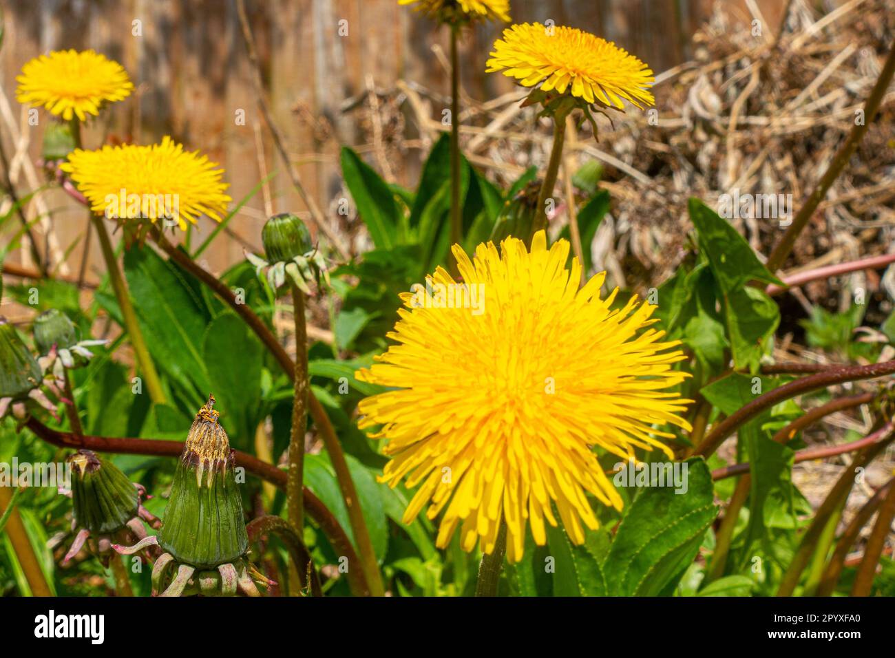 Vue rapprochée d'une fleur de pissenlit jaune. Banque D'Images