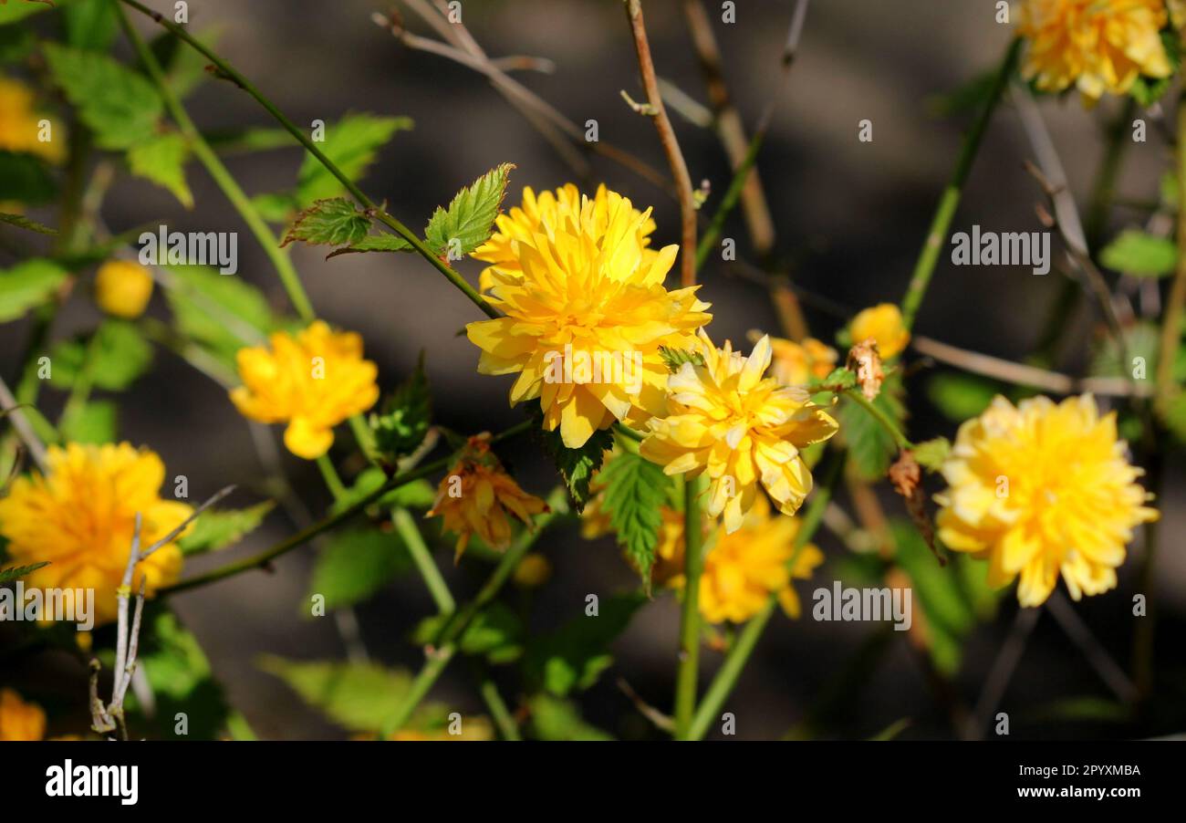 Gros plan sur les fleurs de Kerria japonica Banque D'Images