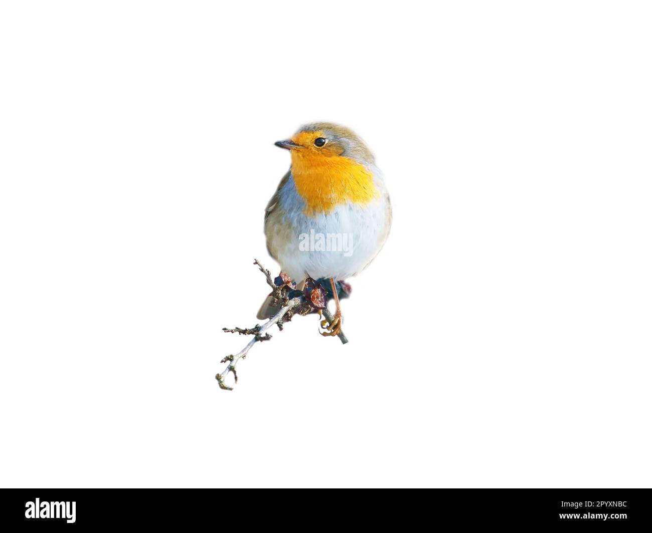 robin isolé, rogné pour édition. Songbird avec un plumage rouge, blanc et orange. Oiseau de la nature Banque D'Images