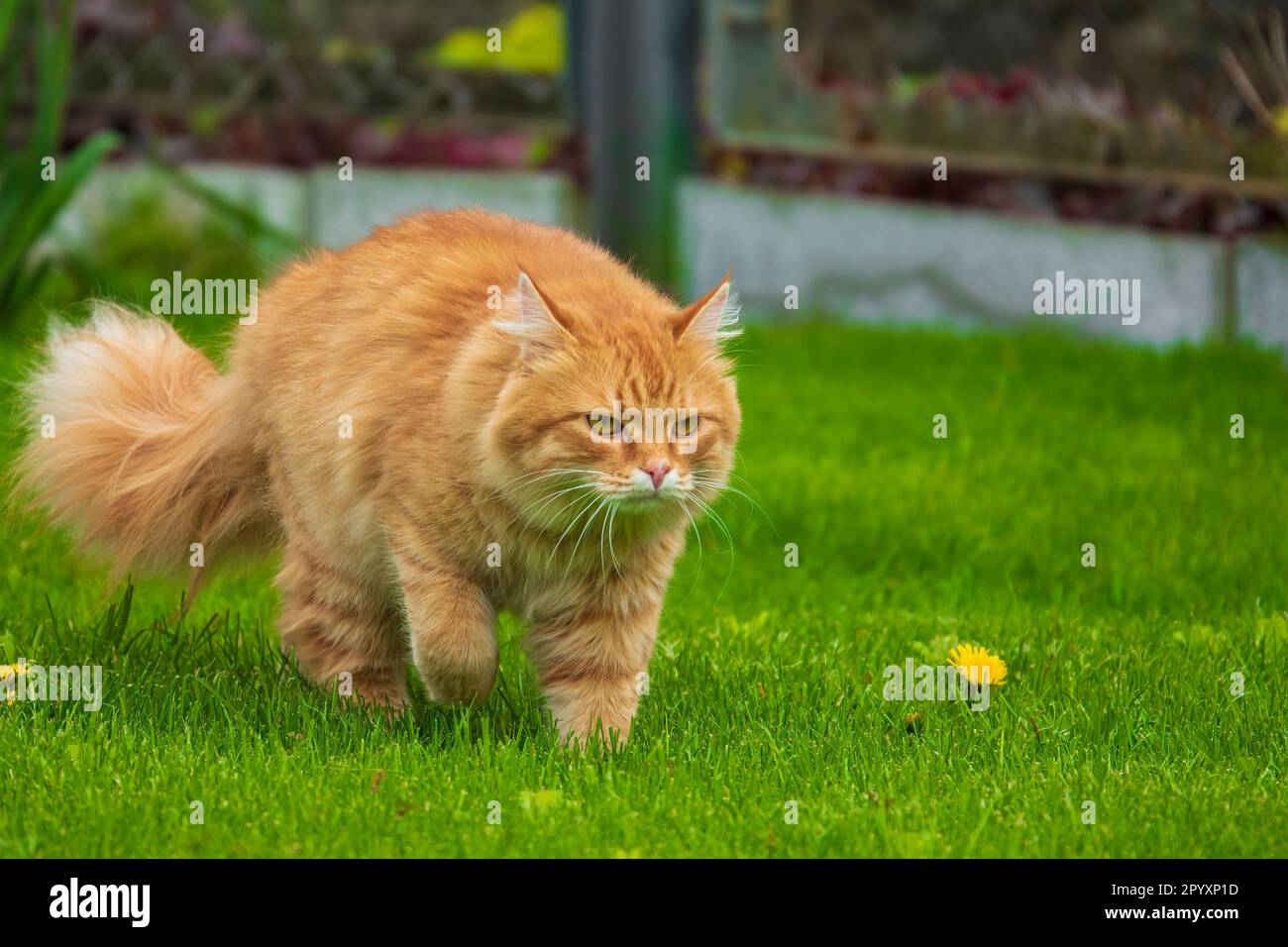 Chat rouge sérieux sur la pelouse verte. Chat de chasse dans le jardin Banque D'Images