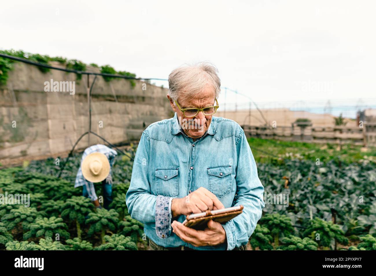 Agronome senior travaillant avec une tablette à l'intérieur d'une terre agricole - concept de durabilité agricole Banque D'Images