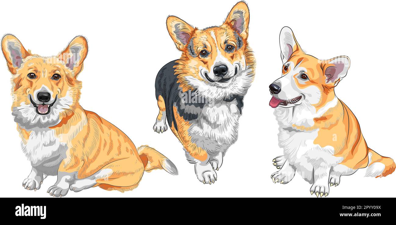 Ensemble de croquis de couleur de chien Pembroke gallois corgi race sourire Illustration de Vecteur