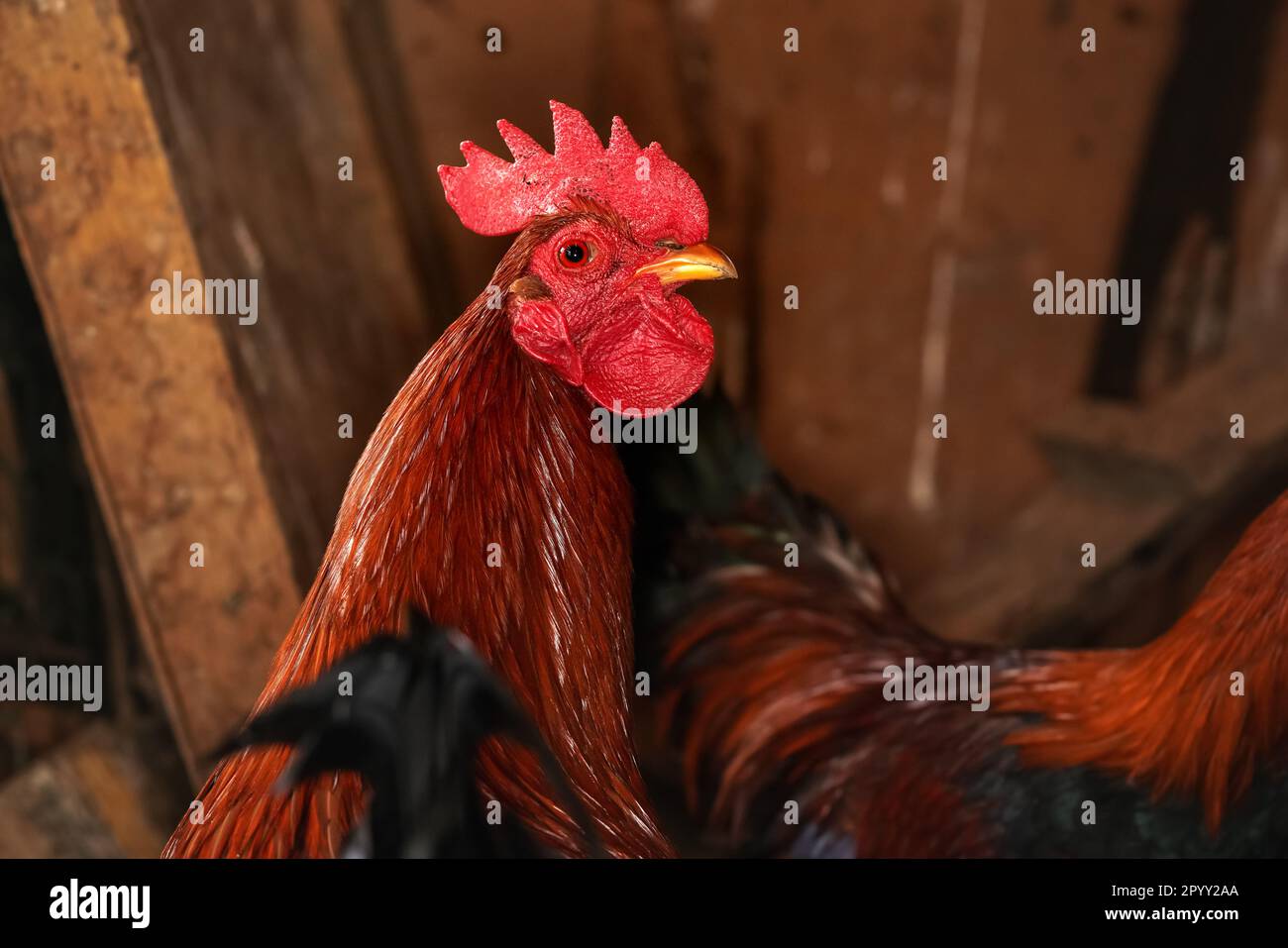 Petit coq de poulet bantam avec peigne rouge vif, arrière-plan de structure de poulailler floue Banque D'Images