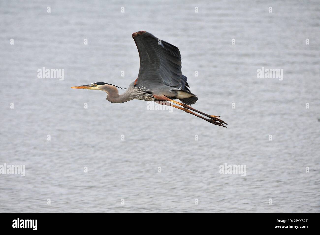 Super pêche au Blue Heron pour la nourriture Banque D'Images