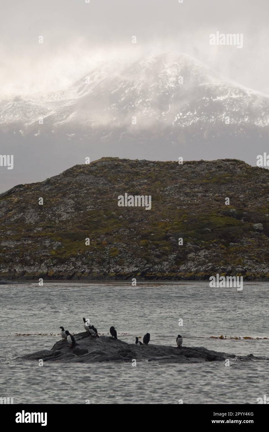 Cormorans perchés sur un îlot dans le chenal Beagle Banque D'Images
