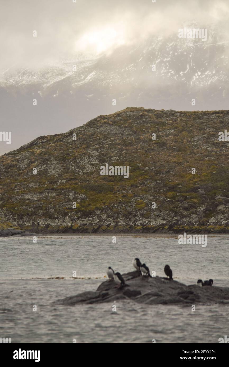 Cormorans perchés sur un îlot dans le chenal Beagle Banque D'Images