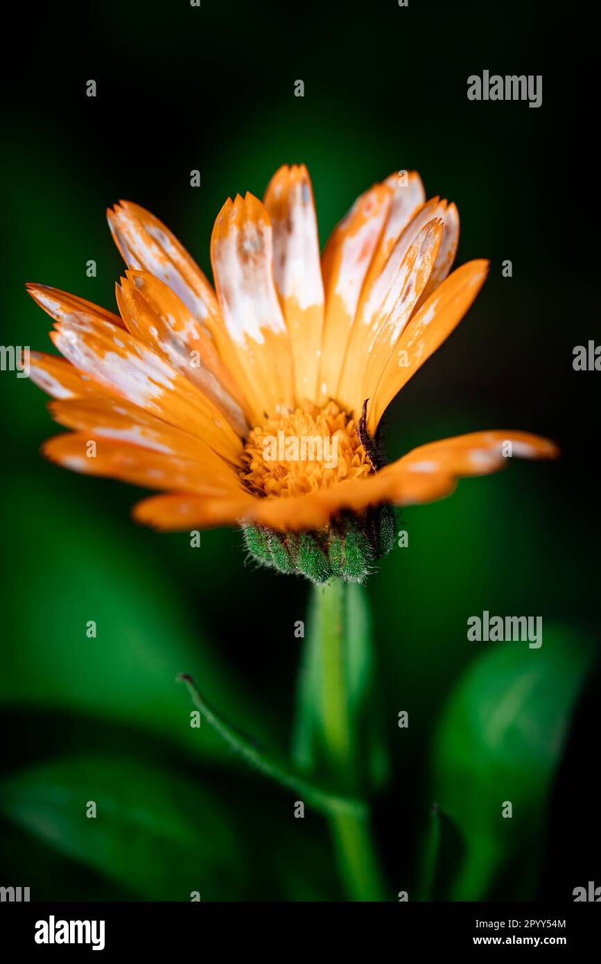 Une fleur orange vive avec des stigmates blancs qui dépassent du centre Banque D'Images