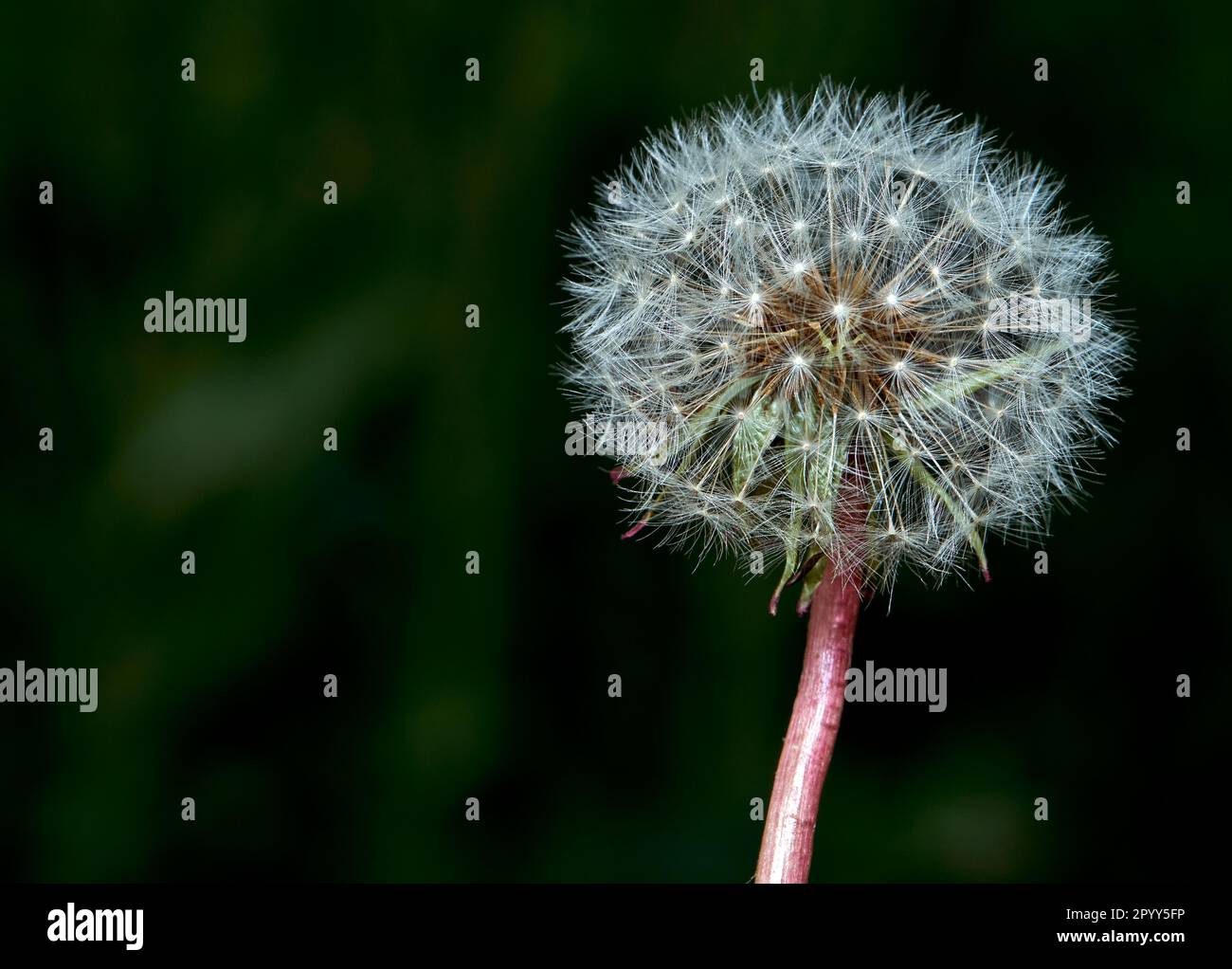 Une seule tige d'un pissenlit dans son état de post-floraison avec la couche de fond de sa tête intacte. Banque D'Images