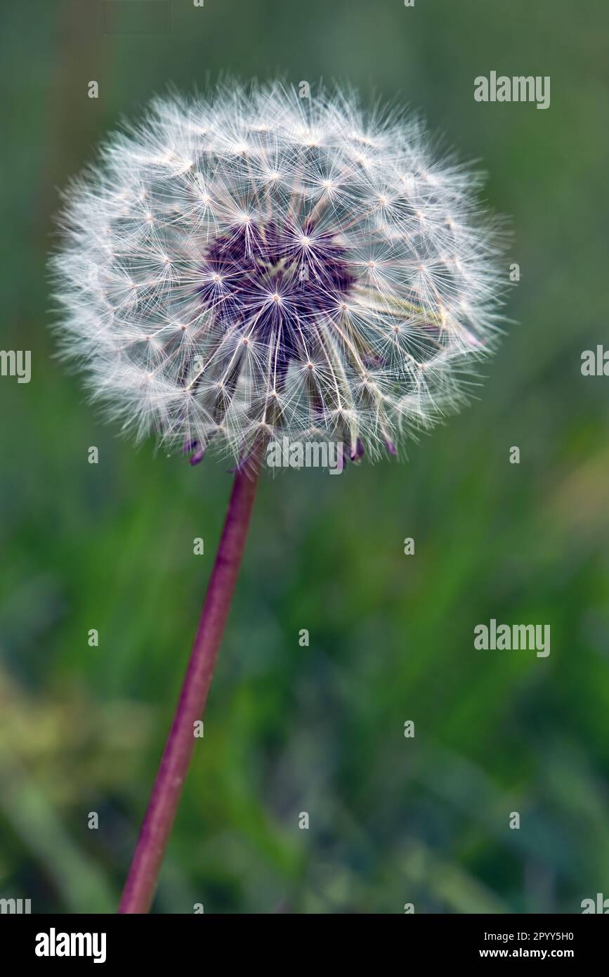 Une seule tige d'un pissenlit dans son état de post-floraison avec la couche de fond de sa tête intacte. Banque D'Images