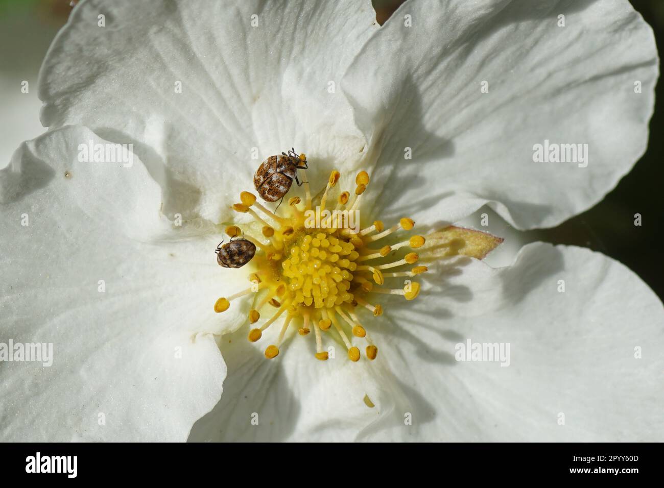 Coléoptères variés (Anthrenus verbasci). Famille des coléoptères de la peau (Dermestidae). Sur la fleur blanche de l'huile de quinquefoil de l'arbustive (Potentilla fruticosa 'Abbotswood Banque D'Images