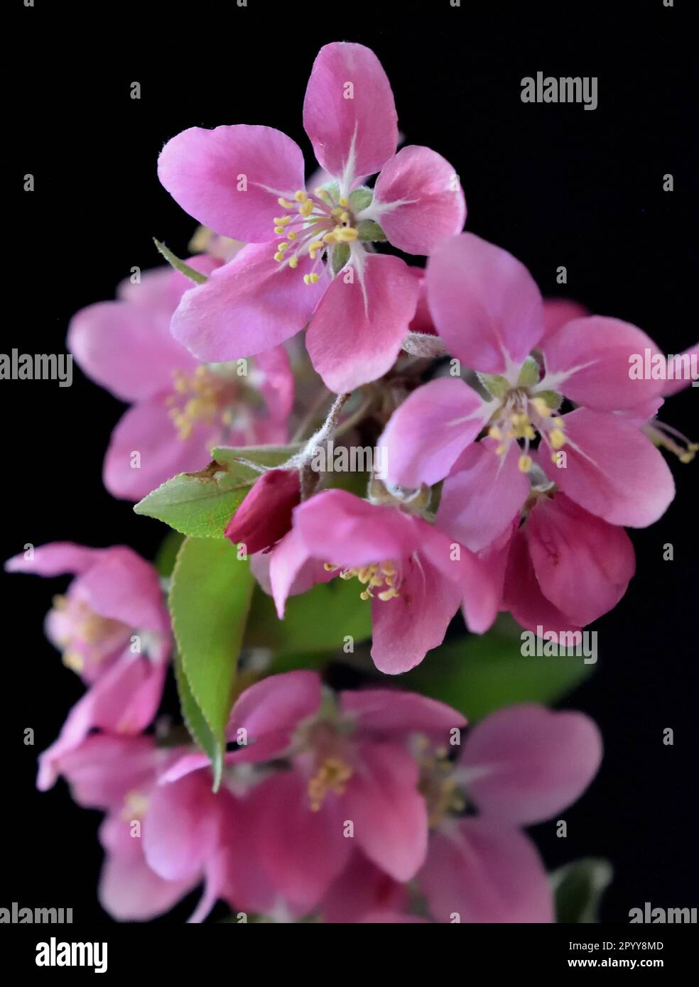Pomme de crabe à fleur rose (Malus spp.).Blooms sur fond noir. Banque D'Images