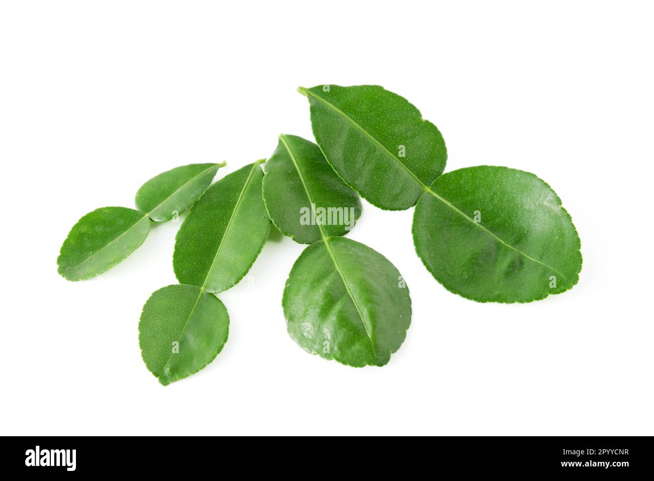 Bergamote kaffir citron vert feuilles d'herbe ingrédient frais isolé sur fond blanc.Green agrumes thai lime ingrédient pour la cuisson Banque D'Images