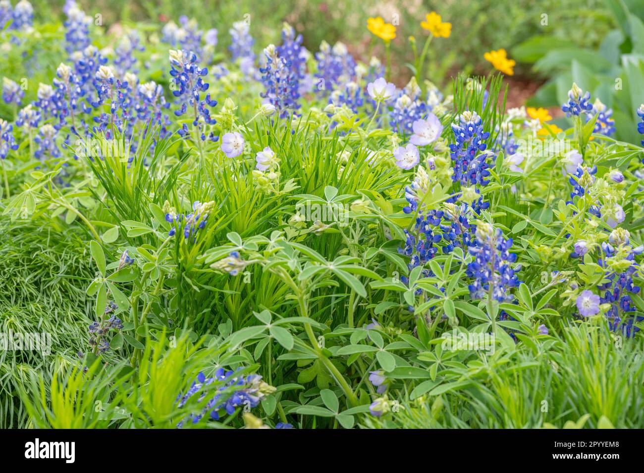 Texas bluebonnet, lupinus texensis, et les yeux bleu de bébé, Nemophila menziesii, fleurissant dans la profusion colorée. Banque D'Images