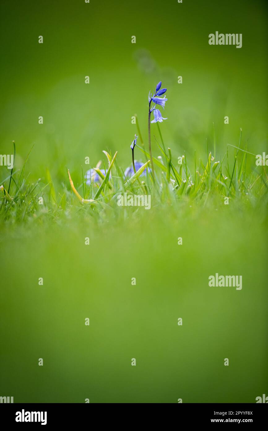 Fleur Bluebell britannique indigène. Banque D'Images
