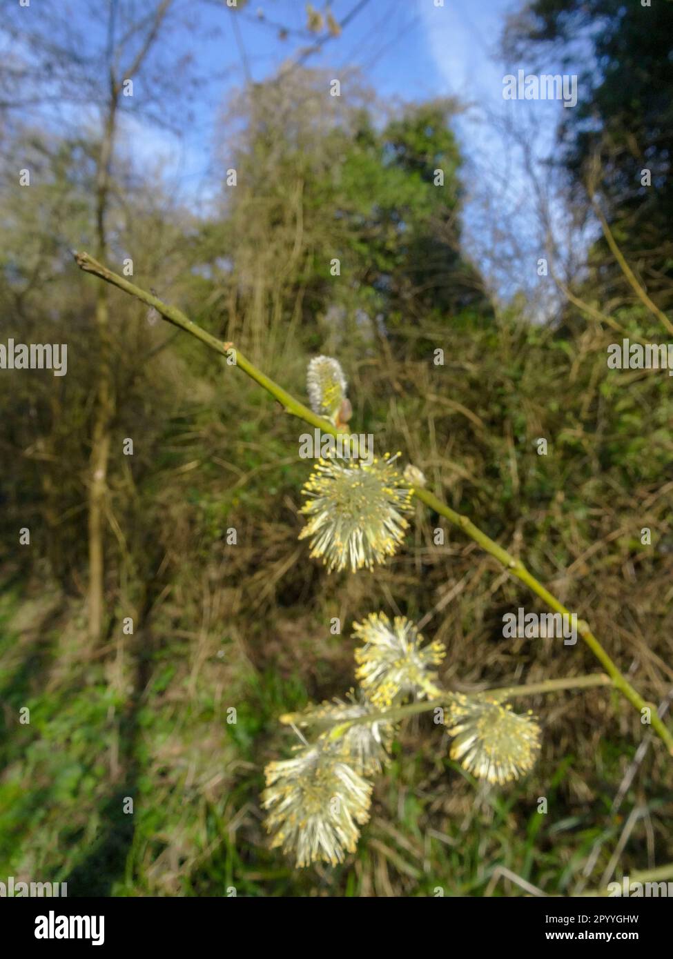 Natures chaos, forêt anglaise intime montrant des motifs et des textures dans l'environnement Banque D'Images