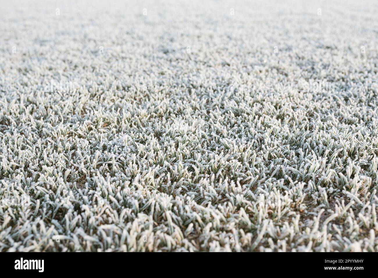 herbe gelée sur le terrain de football Banque D'Images