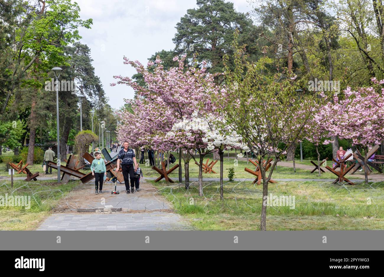 4 mai 2023, Kiev, Ukraine: Les gens se promenant dans le parc de Kyoto à Kiev en appréciant les fleurs des sakura et en regardant les barricades et les fortifications. Sakura s'est épanouie dans le parc de Kyoto à Kiev. Kyoto Park à Kiev est une petite île japonaise au milieu de la capitale ukrainienne. C'est la plus longue allée de sakura en Ukraine, d'environ un kilomètre de long, a été plantée, les arbres Sakura ne fleurissent pas pendant longtemps - à peine deux semaines de la fin avril au début mai. Le parc de Kyoto était le site de la ligne de défense de Kiev et il y a de nombreuses fortifications. (Credit image: © Mykhaylo Palinchak/SOPA Images via ZUMA Press Wire Banque D'Images