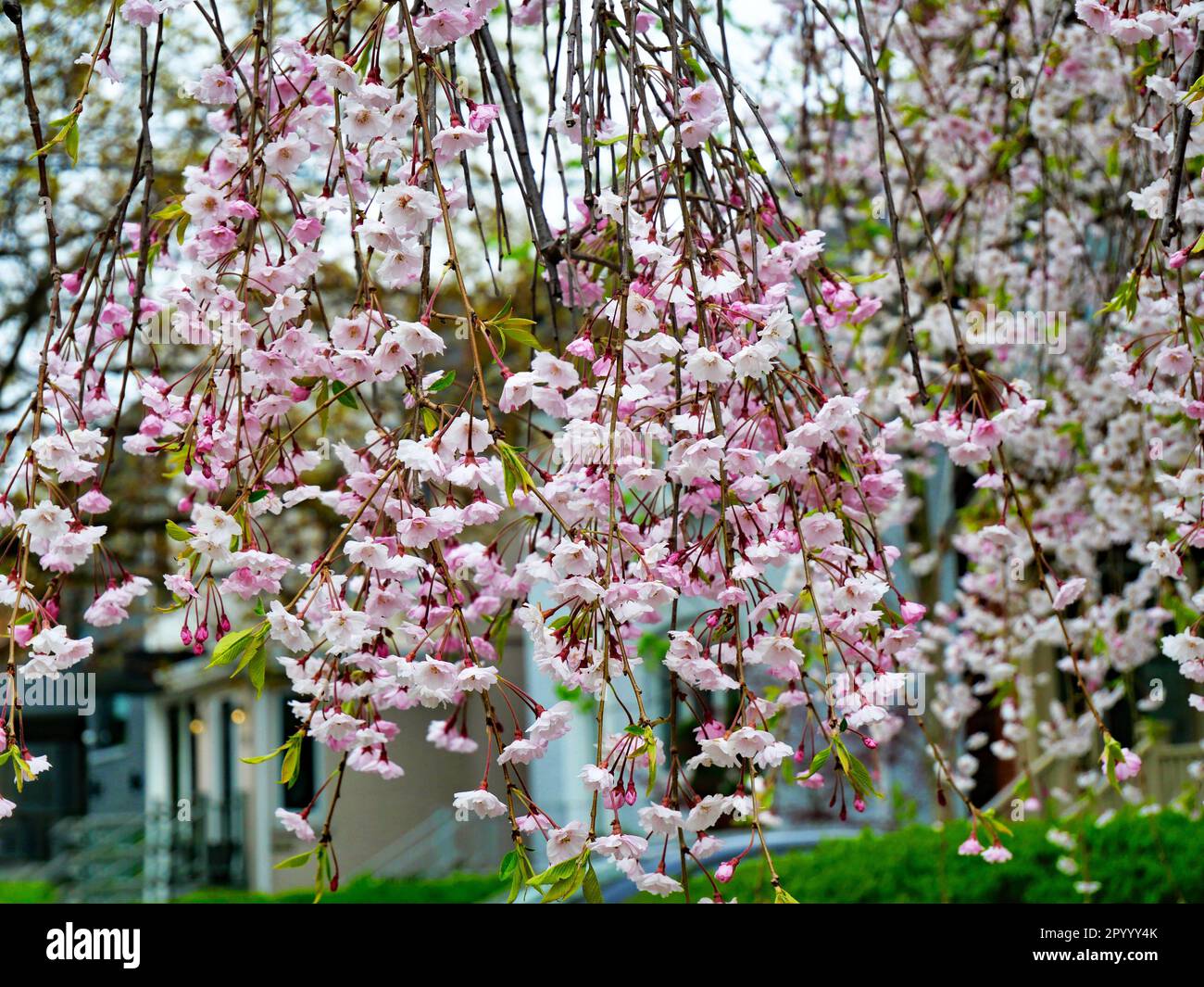 Cerisier japonais pleurant, avec les branches pendant vers le bas Banque D'Images