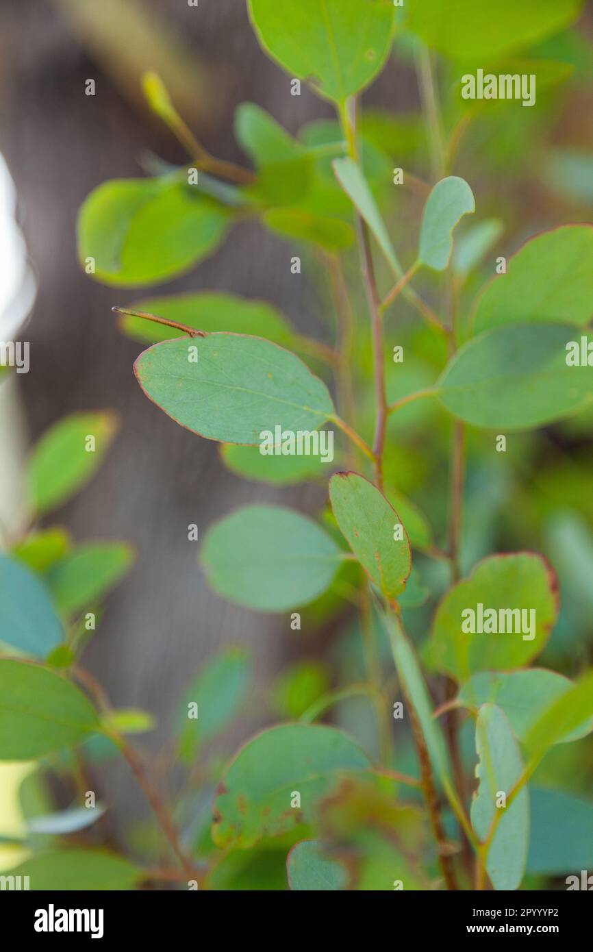 petites feuilles rondes de gomme verte fraîche sur l'arbre d'eucalyptus Banque D'Images