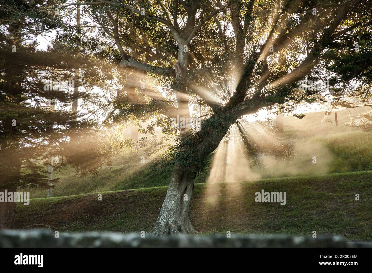 Rayons de lumière au coucher du soleil à travers les branches d'arbres attrapant les embruns de la mer dans le parc côtier en Australie Banque D'Images