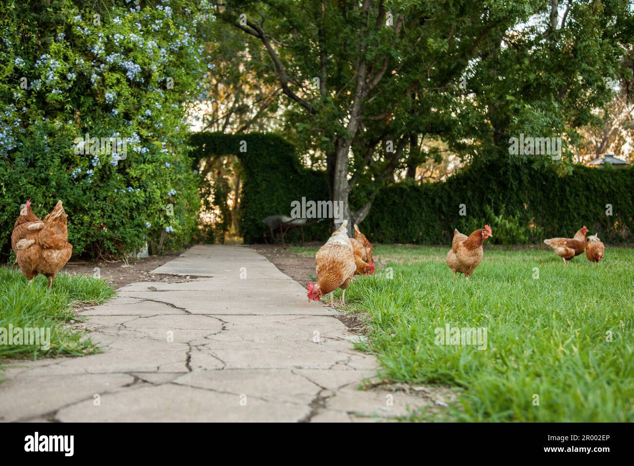 Troupeau de poules brunes ISA grattant dans la pelouse de la cour de ferme avec passage de porte dans la haie Banque D'Images