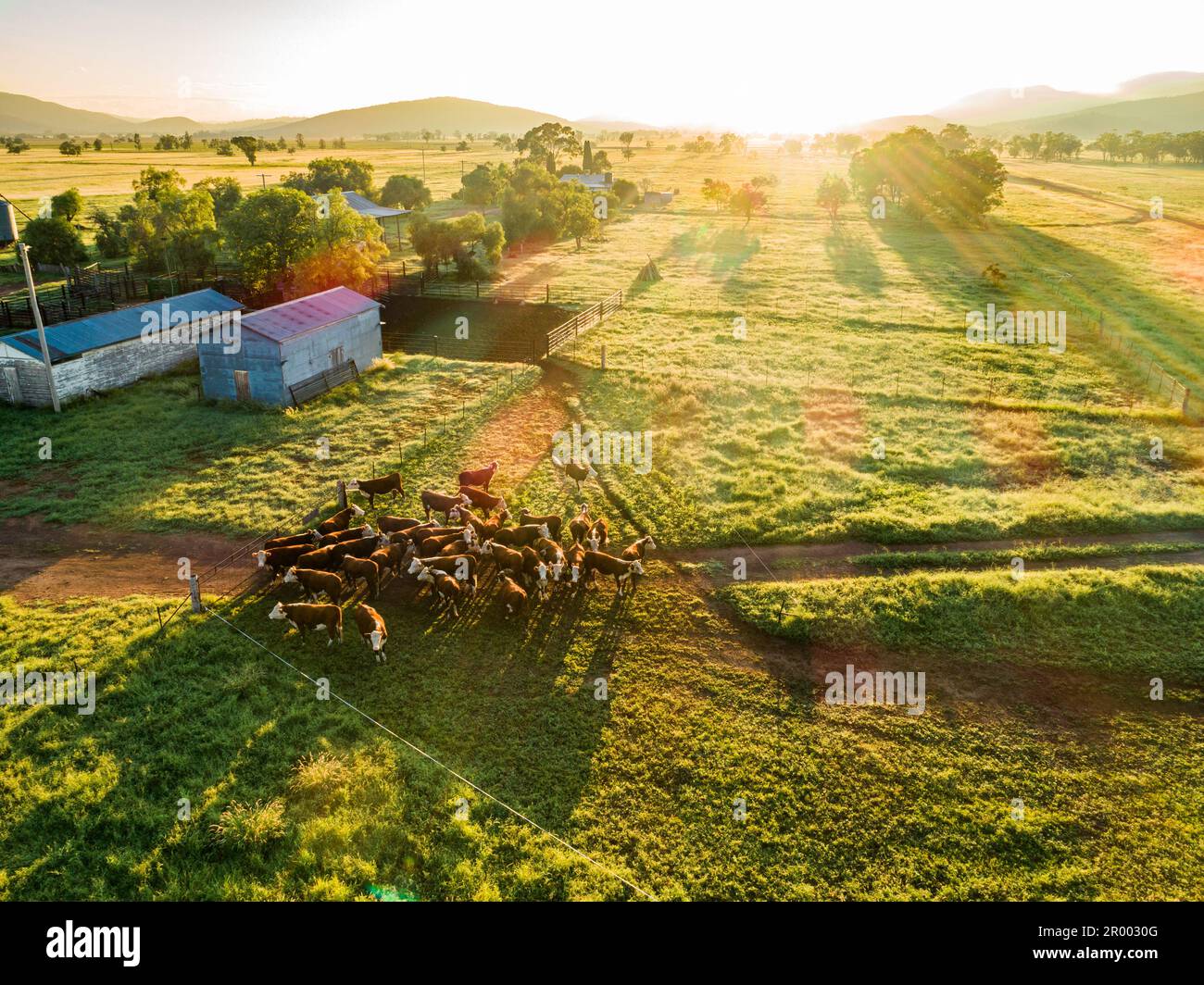 Lumière du soleil dorée sur le bétail dans les enclos à côté des bâtiments agricoles et le parc à bestiaux sur la ferme australienne en bonne saison avec de longues herbes vertes Banque D'Images