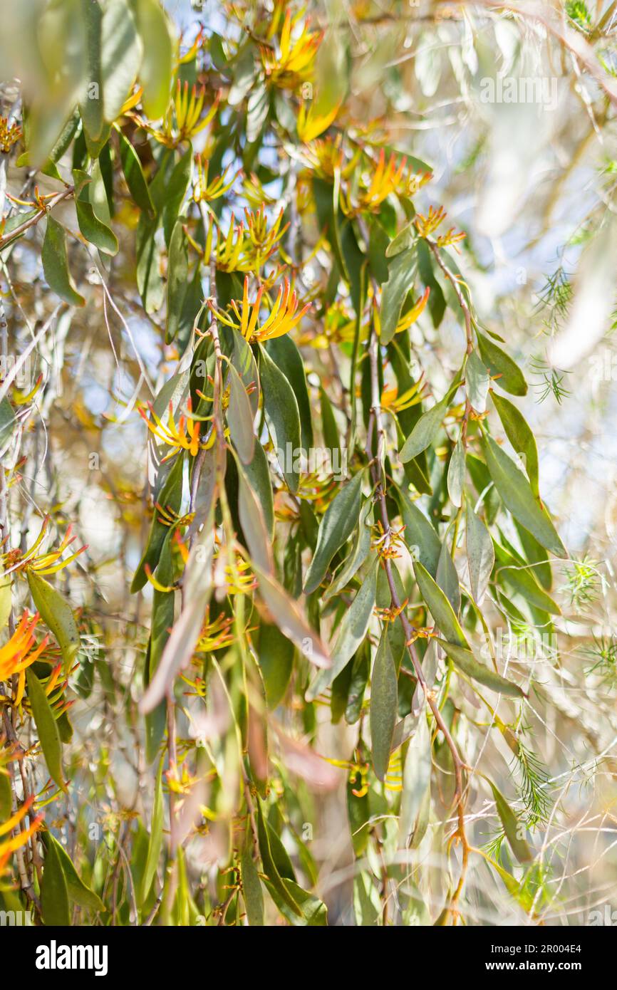 Plante de GUI poussant parasitiquement sur un arbre indigène, orange floral Banque D'Images