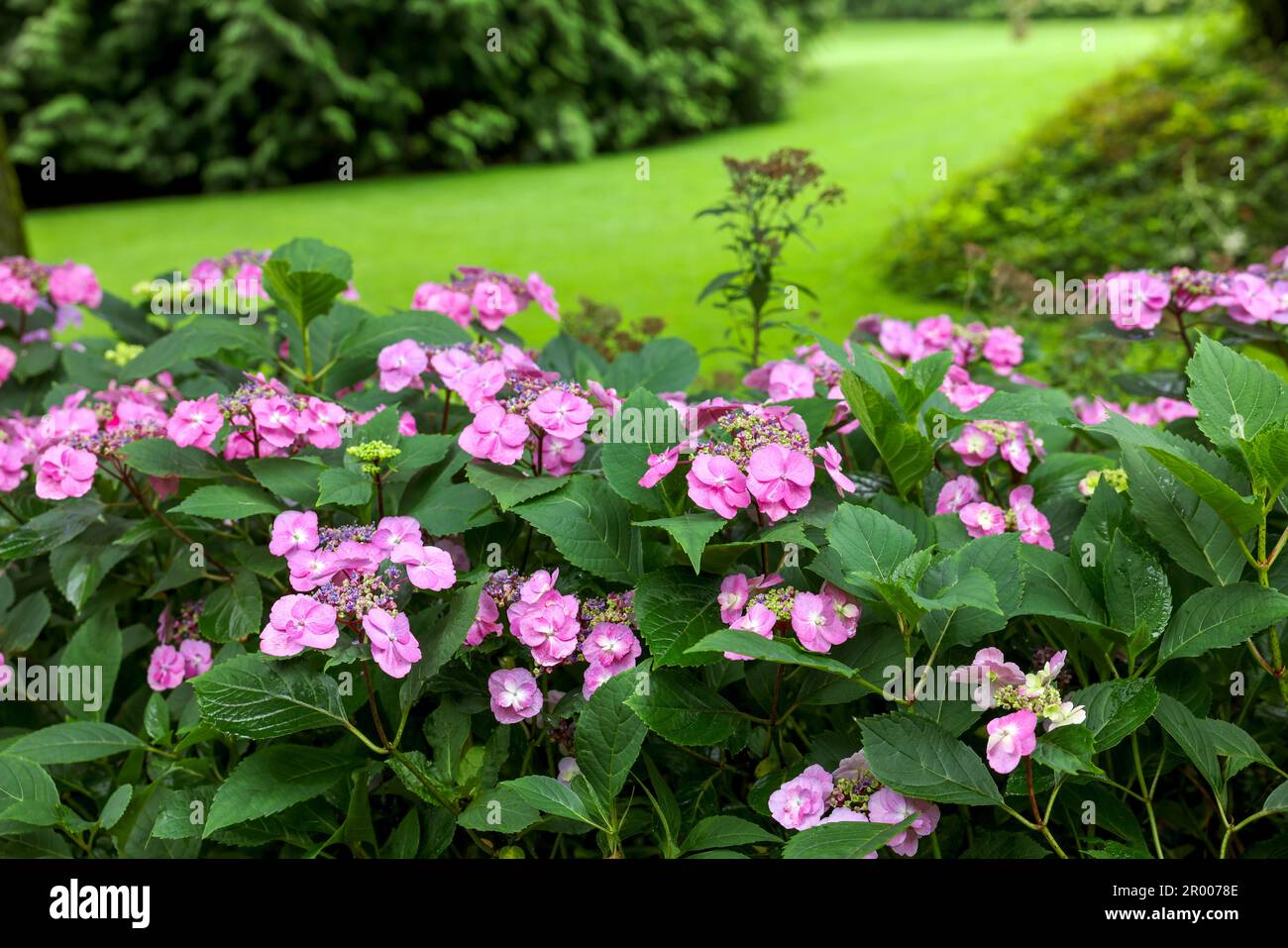 De magnifiques hortensias fleuris dans le jardin. Aménagement paysager Banque D'Images