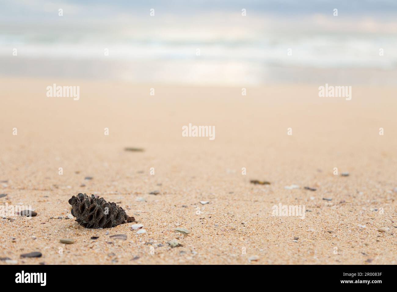 Gousse de graines australiennes, noix de banksia lavée sur une plage de sable avec espace de copie, vue à angle bas vers l'océan Banque D'Images