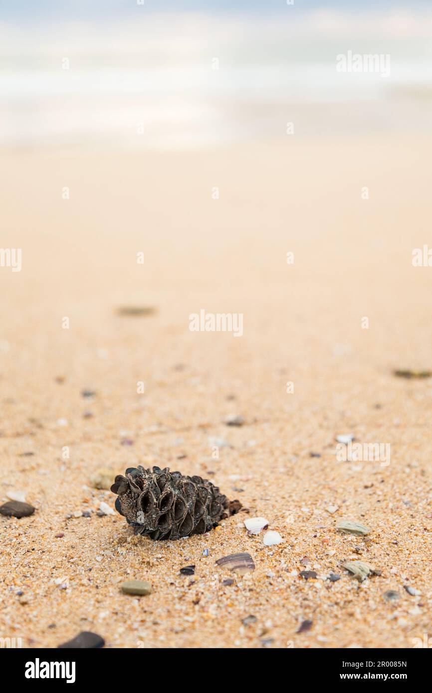 Gousse de graines australiennes, noix de banksia lavée sur une plage de sable avec espace de copie, vue à angle bas vers l'océan Banque D'Images