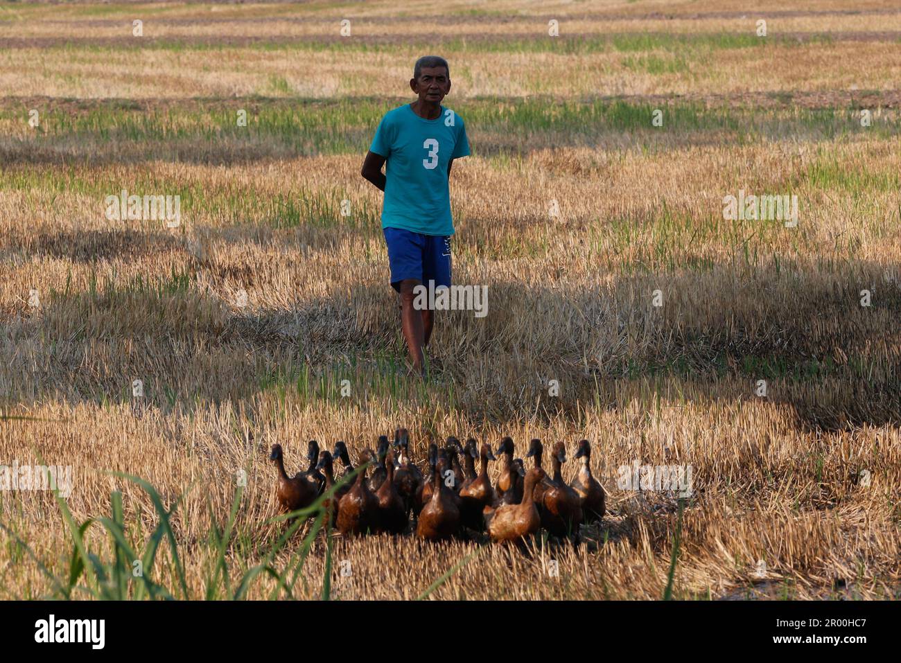 Nakhon Sawan, Thaïlande. 05th mai 2023. Un homme tend à son troupeau de canards près d'un champ de paddy dans la province de Nakhon Sawan. (Photo de Chaiwat Subprasom/SOPA Images/Sipa USA) crédit: SIPA USA/Alay Live News Banque D'Images