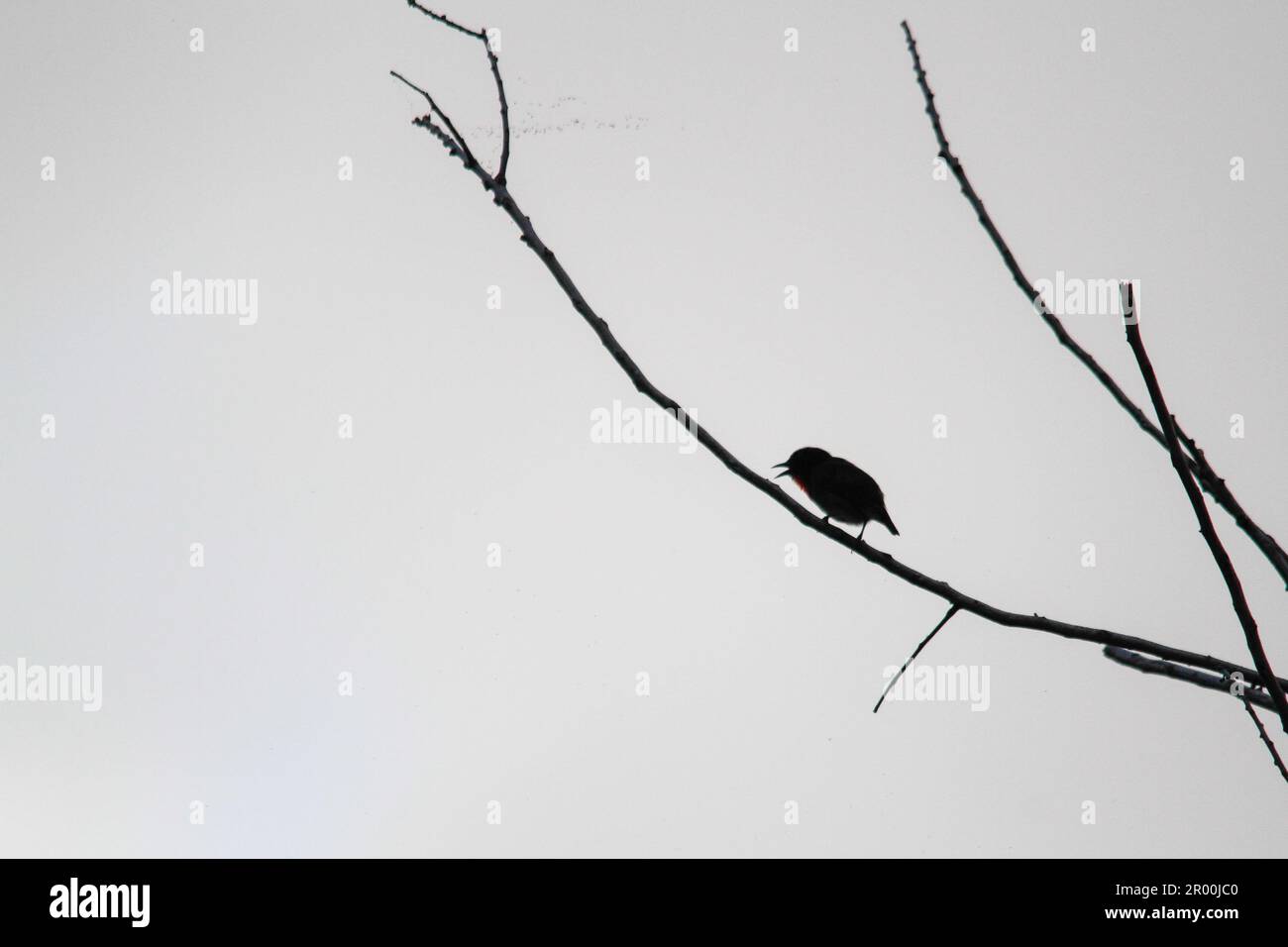 Silhouette d'un petit oiseau perché sur une branche d'arbre dans le nord de Sulawesi, en Indonésie. Banque D'Images