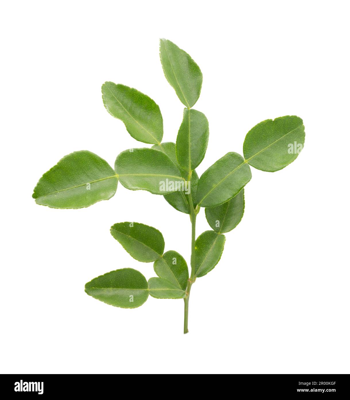 Feuilles de bergamote (chaux kaffir) isolées sur fond blanc. Banque D'Images