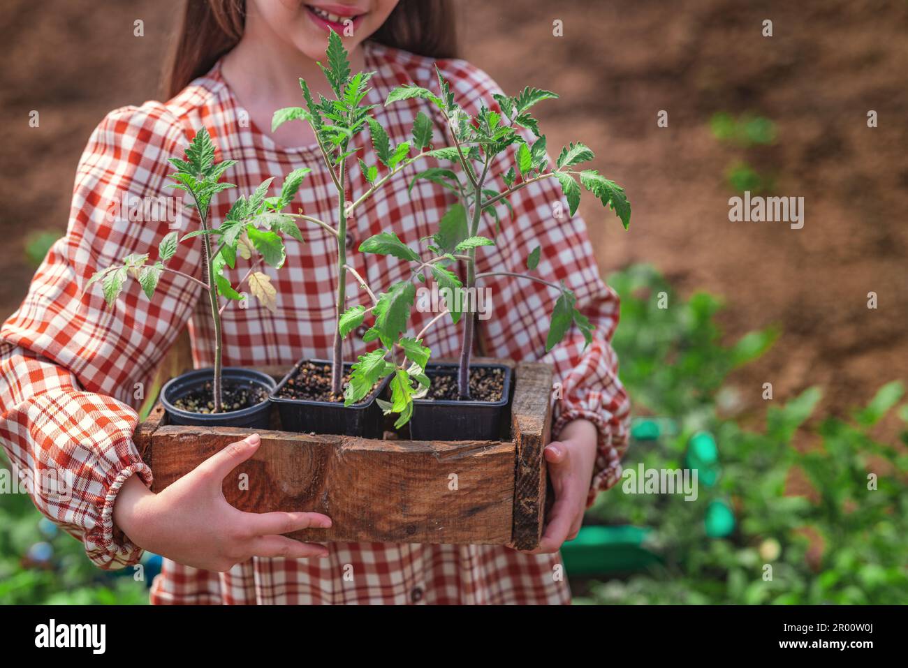 Le jardinier et l'agriculteur tient une caisse avec de jeunes plantes de tomates, des plantules fraîches, des pousses de plantation. Banque D'Images