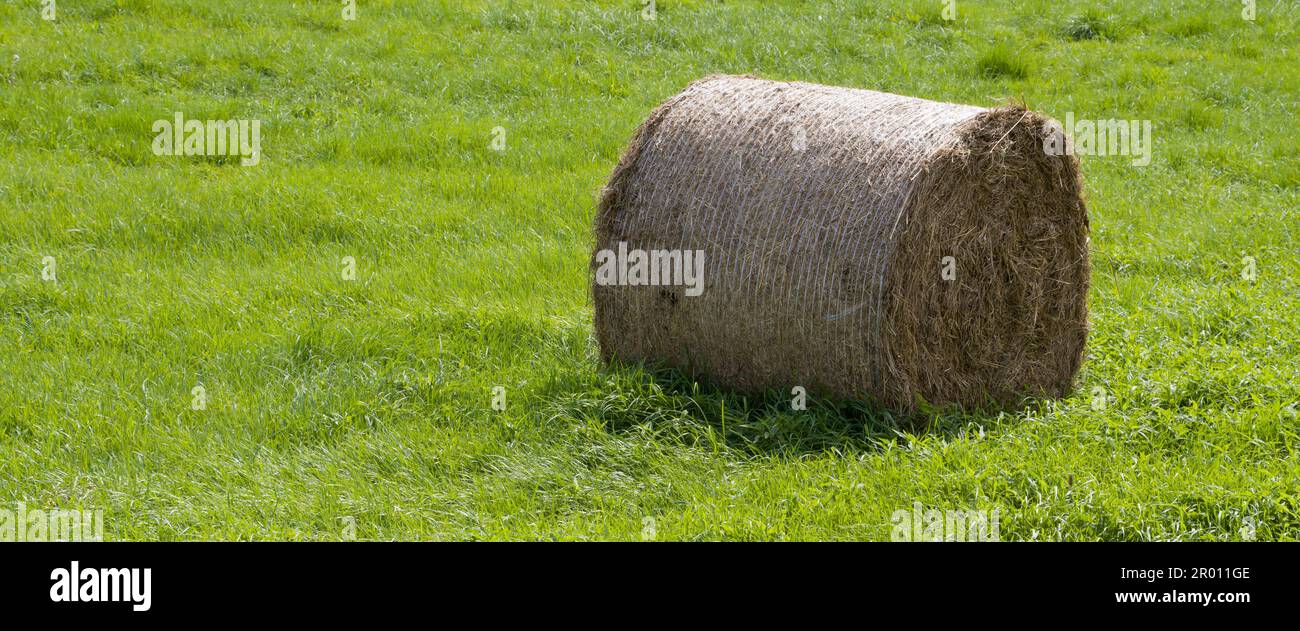 Un rouleau de foin pressé sur un champ d'herbe verte. Banque D'Images