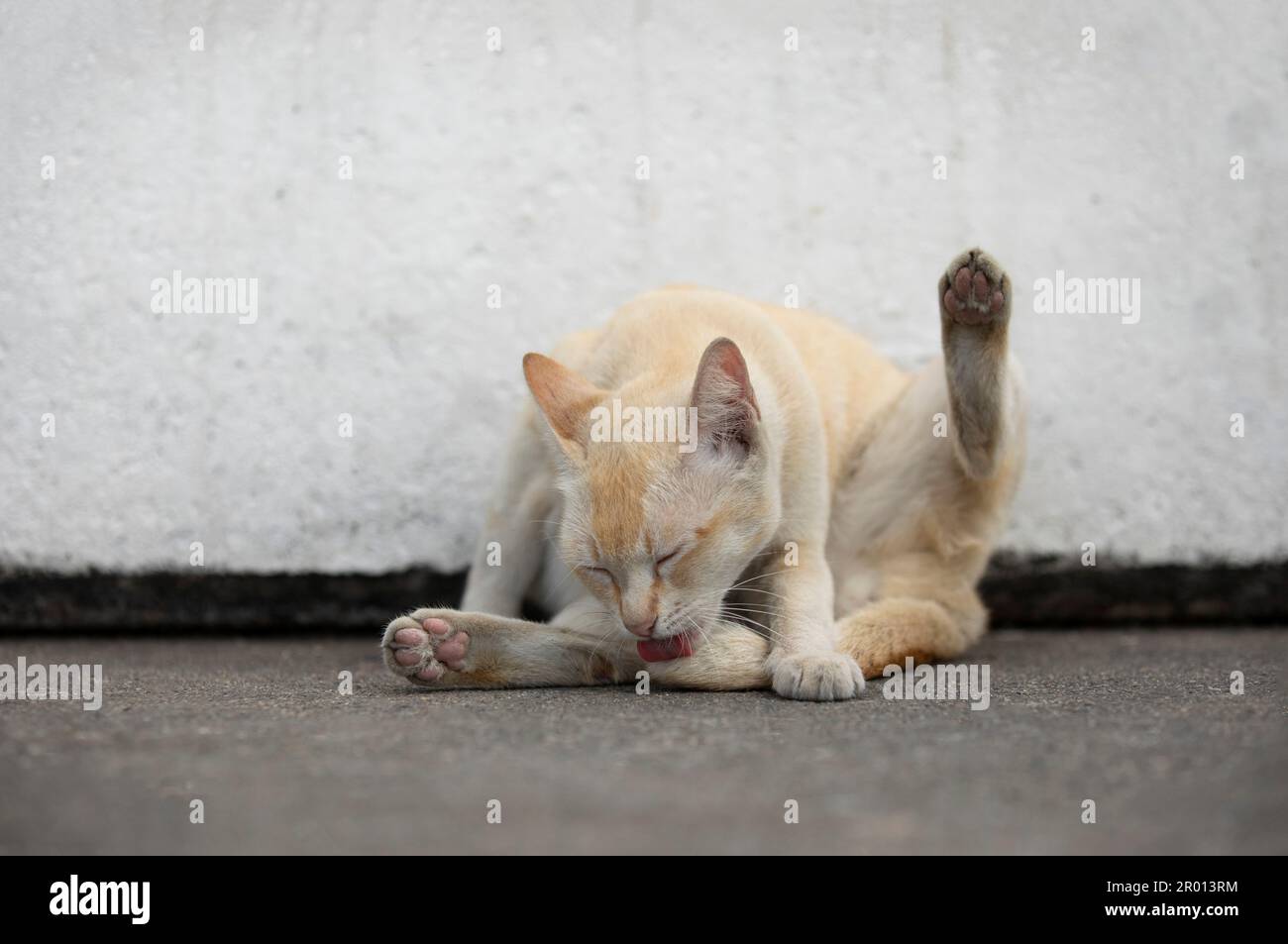 Ginger coloré de levage de chat un pied se toilettant sur sol de ciment sale. Banque D'Images