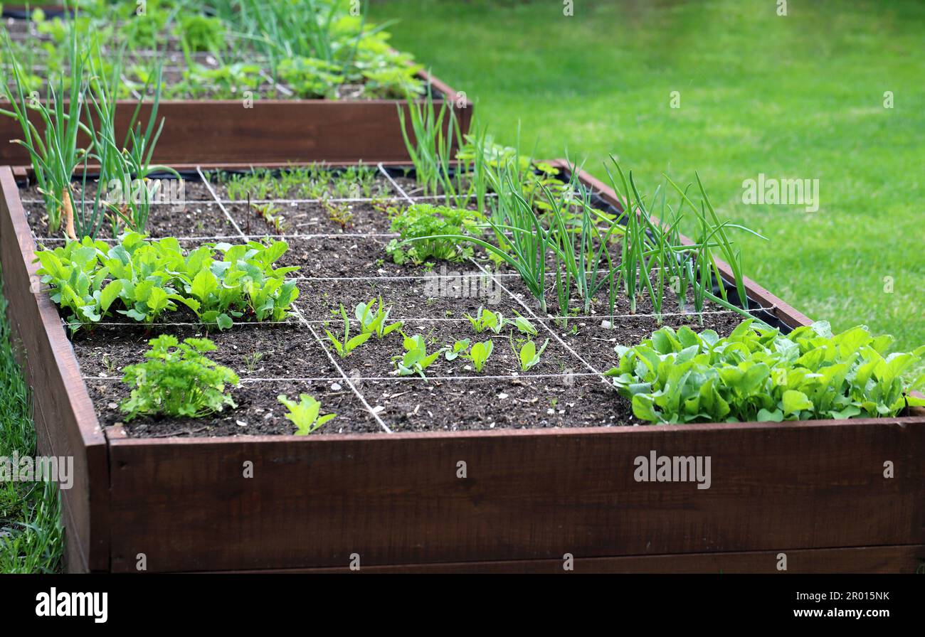 Lits surélevés dans un jardin urbain plantes en croissance herbes épices et légumes. Banque D'Images