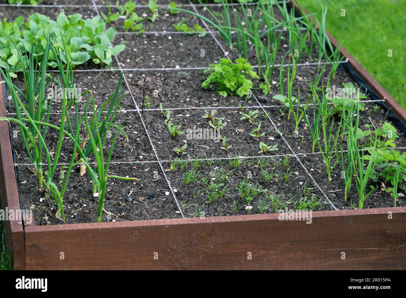 Lits surélevés dans un jardin urbain plantes en croissance herbes épices et légumes. Banque D'Images