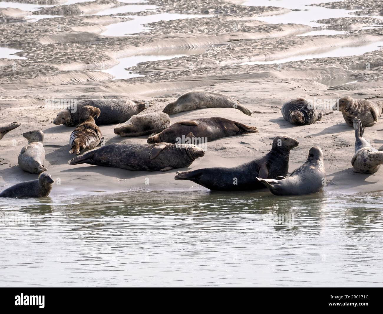 Groupe de phoques gris ou de phoques de l'Atlantique et de phoques à cheval (Halichoerus grypus) de la baie d'Authie près de Berck en France Banque D'Images