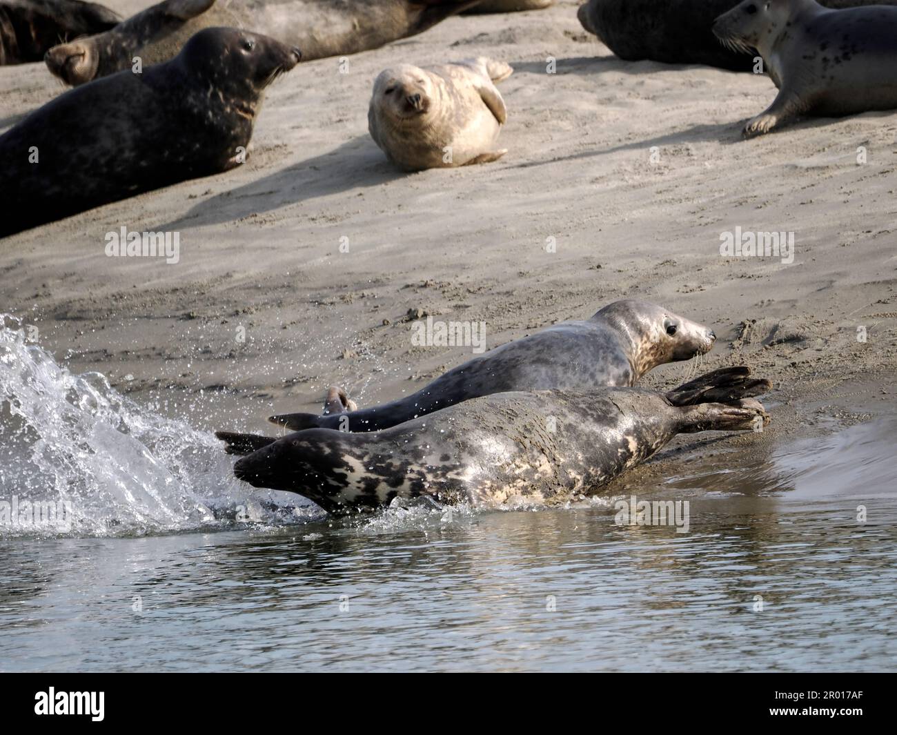 Groupe de phoques gris ou de phoques de l'Atlantique et de phoques à cheval (Halichoerus grypus) de la baie d'Authie près de Berck en France Banque D'Images