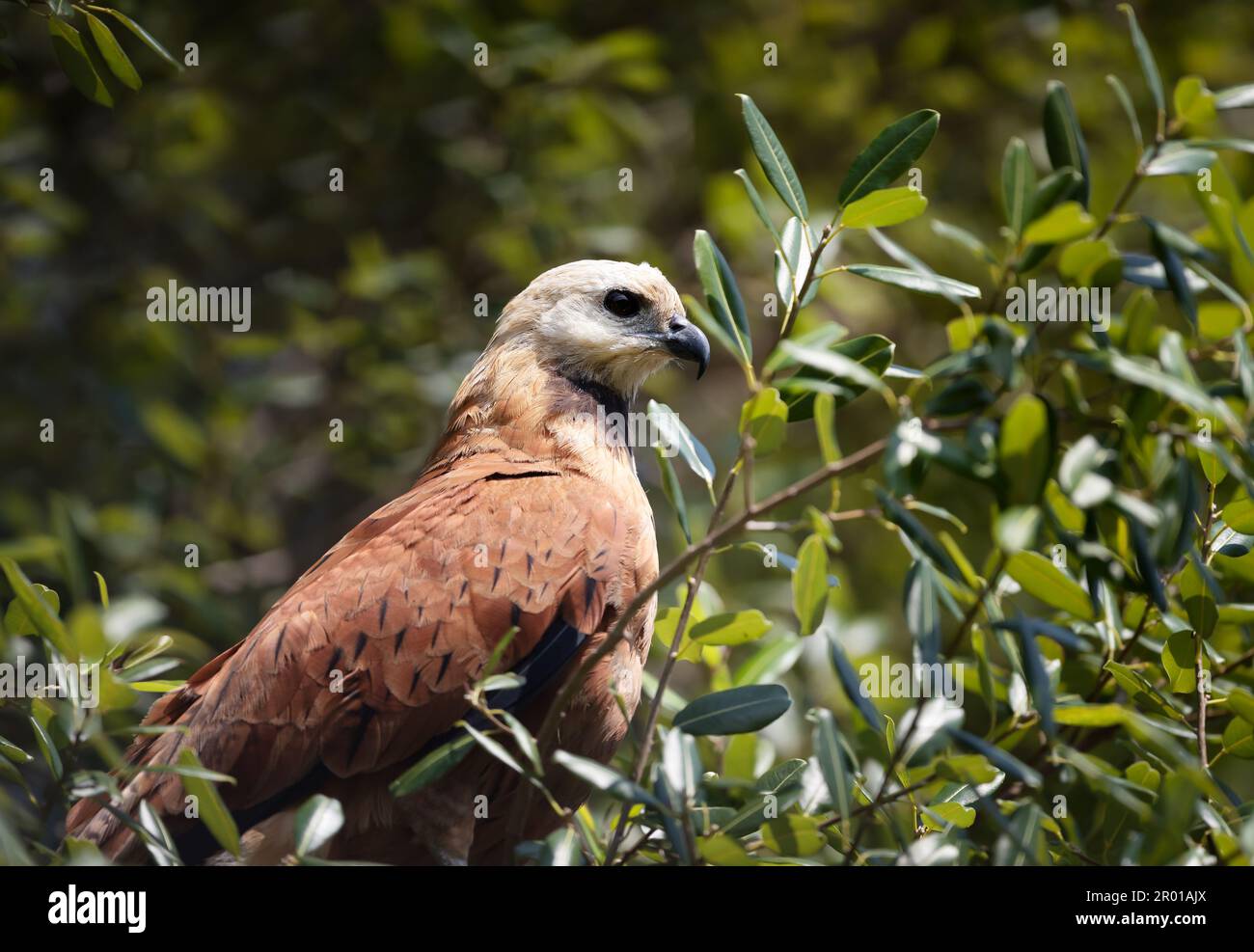 Gros plan d'un faucon à col noir perché dans un arbre, Pantanal, Brésil. Banque D'Images