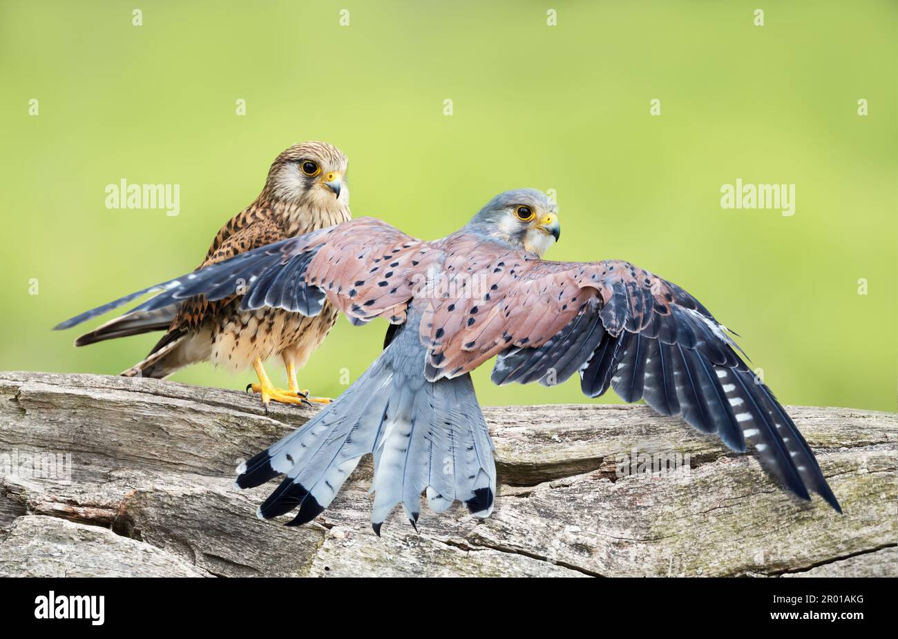 Gros plan d'un kestrel commun femelle et mâle perché sur un poteau, Royaume-Uni. Banque D'Images